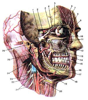 Рис. 360. Тройничный нерв (nervus 
  trigeminus) и его ветви.
  Вид справа. Часть верхней и нижней челюстей удалена. 1-тройничный узел; 2-глазной 
  нерв; 3-ресничный узел; 4-носо-слезный нерв; 5-лобный нерв; 6-слезная железа; 
  7-надглазнич-ный нерв; 8-надблоковый нерв; 9-подблоковый нерв; 10-глазо-двигательный 
  нерв; 11-подглазничный нерв; 12-крылонебный узел; 13-нижнечелюстной нерв; 14-верхнее 
  зубное сплетение; 15-язычный нерв; 16-подбородочный нерв; 17-нижнее зубное сплетение; 
  18-нижний альвеолярный нерв; 19-лицевая артерия; 20-язычная артерия; 21-шейное 
  сплетение; 22-верхний корешок шейной петли; 23-подъязычный нерв; 24-наружная 
  сонная артерия; 25-верхнечелюстная артерия; 26-верхнечелюстной нерв.
  Fig. 360. Тройничный нерв и его ветви. Вид справа. Часть верхней и нижней челюстей 
  удалена. 1-ganglion trigeminus; 2-nervus ophtalmicus; 3-nodus cilaris; 4-nervus 
  nasolacrirr.alis; 5-nervus frontalis; 6-glandula lacrimalis; 7-nervus supra-orbitalis; 
  8-nervus supratrochlearis; 9-nervus infratrochlearis; 10-nervus oculomotorius; 
  11 -nervus infraorbitalis; 12-ganglion pterygopalatinus; 13-nervus mandibularis; 
  14-plexusdenlalis superior; 15-nervus lingualis; 16-nervus mentalis; 17-plexusdentalis 
  inferior; 18-nervus alveolaris inferior; 19-arteria facialis; 20-arteria lingualis; 
  21-plexus cervicalis; 22-radix superior (ansae cervicis); 23-nervus hypoglossus; 
  24-arteria corolica externa; 25-arteria maxillaries; 26-nervus maxillaries.
  Fig. 360. Trigeminal nerve, and its branches. Right aspect.
  The parts ot'maxille and mandible were removed, l-trigeminal ganglion; 2-ophthalmic 
  nerve; 3-ciliary ganglion; 4-nasocil-iary nerve; 5-frontal nerve; 6-lacrimal 
  gland; 7-supraorbital nerve; 8-supra-trochlear nerve; 9-infratrochlear nerve; 
  10-oculomotor nerve; 11-infraor-bital nerve; 12-pterygopalatine ganglion; 13-mandibular 
  nerve; 14-superior dental plexus; 15-lingual nerve; 16-mental nerve; 17-inferior 
  dental plexus; 18-inferior alveolar nerve; 19-facial artery; 20-lingual artery; 
  21-cervical plexus; 22-superior root of ansa cervicalis; 23-hypoglossal nerve; 
  24-external carotid anery; 25-maxillary artery; 26-maxillary nerve.